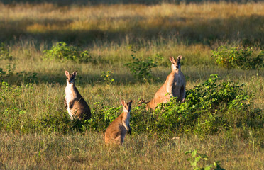 Wallabies in farmer's field near Kakadu in the Northern Territory, Australia.