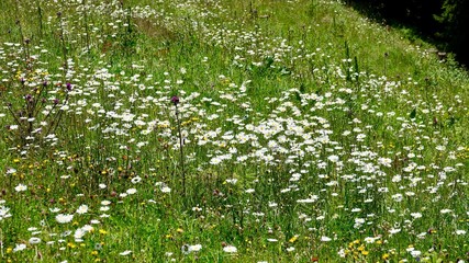 Natur - Blumenwiese in den Alpen