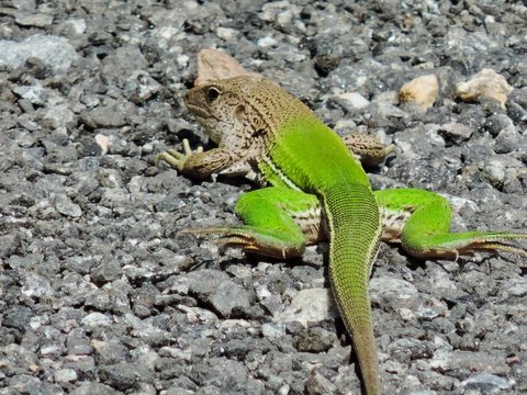 Um incr&iacute;vel camale&atilde;o brasileiro assumindo a cor marrom e um vibrante verde.
