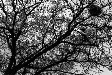 Craw's Nest in an Autumn Tree