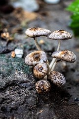 mushroom close view looks awesome