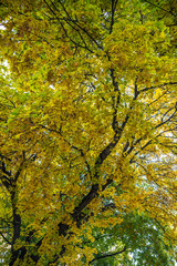 Maple Tree (Acer spec.) in Early Autumn