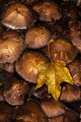 Clustered Mushrooms with Maple Leaf