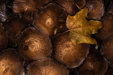 Clustered Mushrooms with Maple Leaf