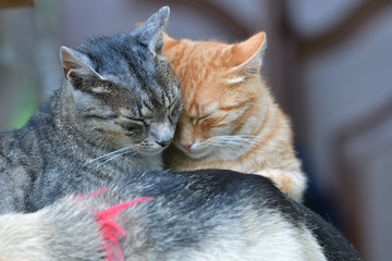 Two domestic cats to snuggle each other and show love