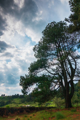 Obraz premium trees in the field
