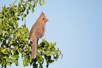 Northern Cardinal (Cardinalis cardinalis) female in tree, South Texas, USA