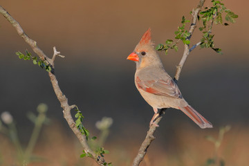 Northern Cardinal (Cardinalis cardinalis) female on branch, South Texas, USA