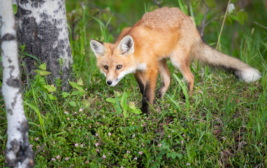 Red fox kit in the wild