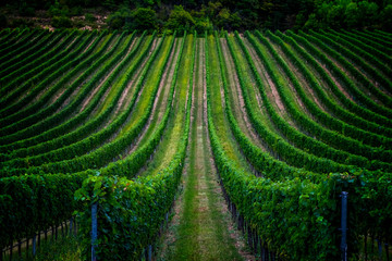 beautiful green vineyards rows .summer time 