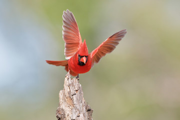 Northern Cardinal (Cardinalis cardinalis) male wingspread, South Texas, USA
