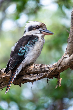 Blue-winged Kookaburra on Fraser Island, Queensland,  Australia.