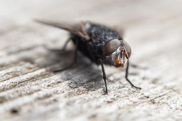close up of a fly