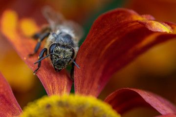 bee on flower