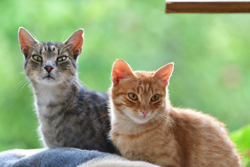 Domestic dog and cats to snuggle together as best friends in love