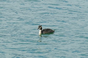 Uno svasso sulle acque di un lago.