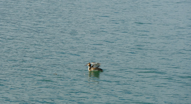 Uno svasso sulle acque di un lago.