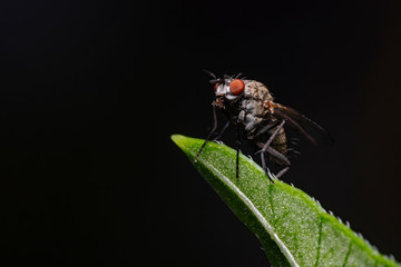 Housefly on plant leaf, Stubenfliege auf Pflanzenblatt (Musca domestica)