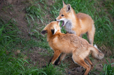 Red fox kit in the wild