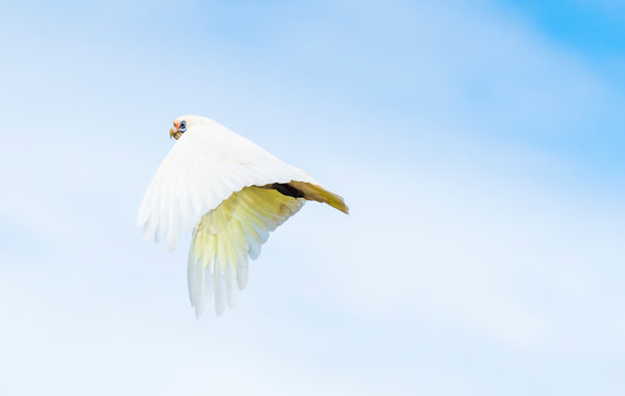 Goffin Cockatoo in flight over Byron Bay