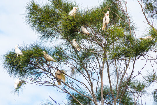 Flock of Goffin Cockatoo in trees