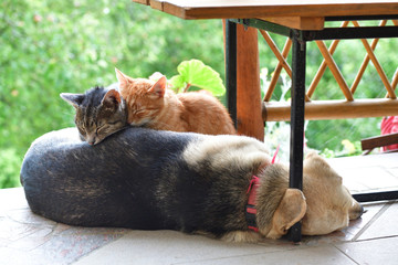Two domestic cats sleep on the dog's back like friends