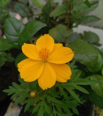 yellow flower in the garden