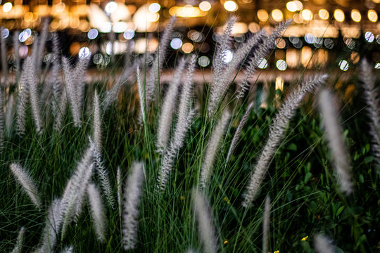 Grass, Dubai Creek Harbour, January 2020, Dubai, U.A.E. 