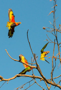 Rainbow Lorikeets on trees at Byron Bay