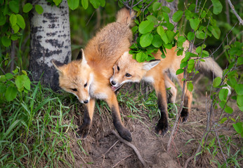 Red fox kit in the wild