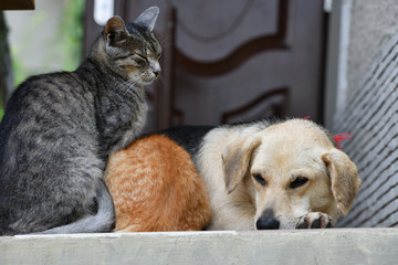 Domestic dog and cats to snuggle together as best friends in love
