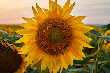 Sunflower natural background, blooming, Sunflower oil improves skin health and promote cell regeneration