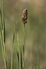 beetles and insects in forest and land