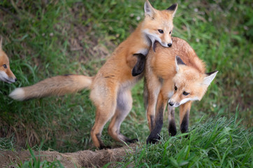 Red fox kit in the wild