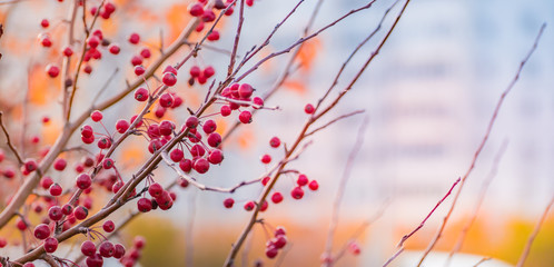 Beautiful panoramic autumn scenery with colorful leaves, berries and bokeh background