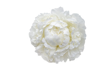 white peony flower isolated on white