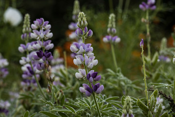 summer flowers
