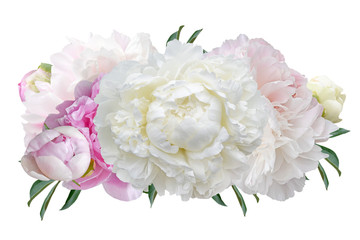 bouquet of pink and white peonies isolated on white background