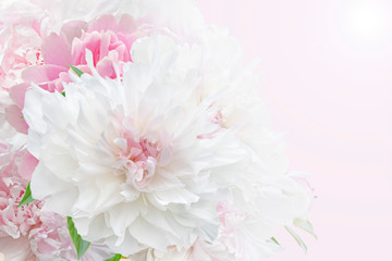 bouquet of pink and white peonies on pink background