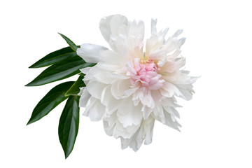 pink and wwhite peony flower with green leaves isolated on white