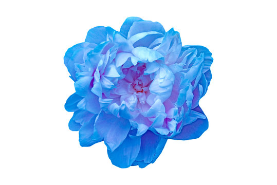 Blue Peony Isolated On White Background