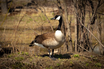canada goose on the bank