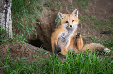 Red fox kit in the wild