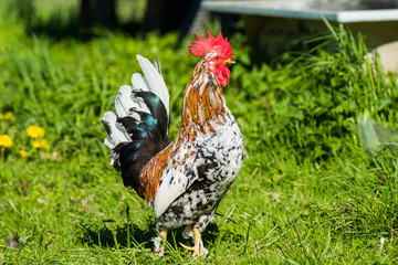 A rooster walks on the green grass