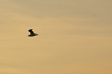 Volando en soledad