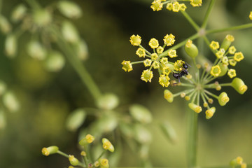 beetles and insects in forest and land
