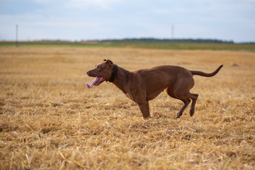 Handsome American Pit Bull Terrier runs fast on the mown field.
