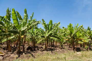 Fototapeta na wymiar Banana plantation near Lake Manyara, Tanzania, Africa