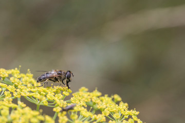 beetles and insects in forest and land