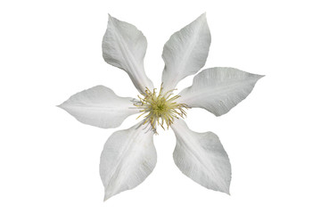 white clematis flower isolated on white